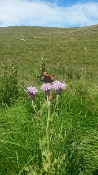 A tortoiseshell butterfly, Aglais urticae in the dales.