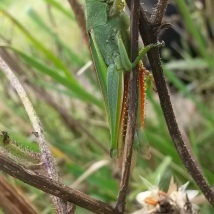 A grasshopper species. Galizano, Cantabria. September 2015.