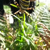 Such stirking colours! Argiope bruennichi, the Wasp Spider. Nr Loredo, Cantabria. September 2015.