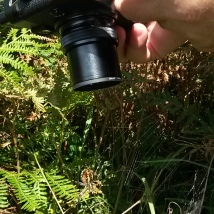 Dad photographing the Wasp Spider, Nr Loredo, Cantabria. September 2015.