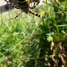 Argiope bruennichi, the Wasp Spider. Nr Loredo, Cantabria. September 2015.