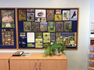 Sorrel set up a nature table at her school, decorated with Wildlife Watch posters.