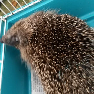Rather blurry action shot but hopefully you can make out the scaly skin on Charlie's face caused by ringworm. Also note the blue nail polish on his back - before being nicknamed Charlie, this hedgehog was known as Blue2.
