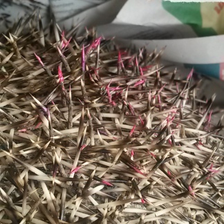 Fuschia has a small patch of bright pink sparkly spines to help identify her.