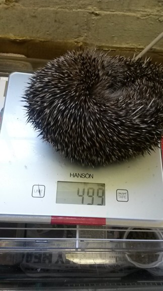 Mikey is struggling to gain weight and remains at around 500g.