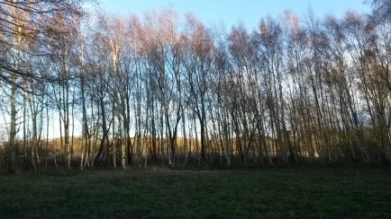 A birch plantation and grassland at Skylarks Nature Reserve.