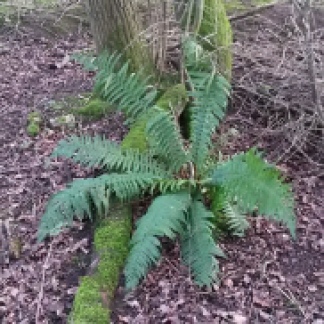 Fern at Skylarks Nature Reserve. I took a leaf from it to try and identify the species with my new FSC chart.