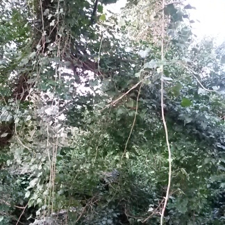 Hanging ivy vines at Skylarks Nature Reserve.