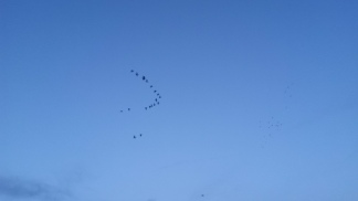 Geese in formation at SKylarks Nature Reserve.