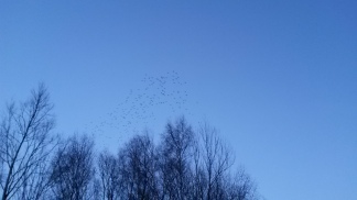 A murmuration in the treetops, Skylarks Nature Reserve.