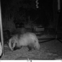 Boris is a very large badger and seems to have a bit of a mangey backside.