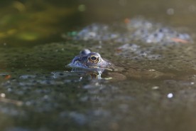 One of our pond frogs from a few years ago. Mum has been disappointed that we haven't had as much spawn this year - photo credits to my stepdad Michael Lodge.