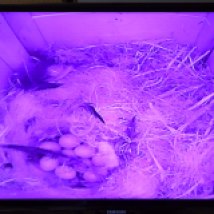 A nest full of eggs!